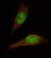 USP27X Antibody (N-term)
